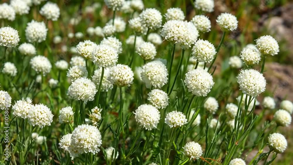 A field of white globe flowers blooms in the summer sun A field of white globe flowers blooms in the summer sun