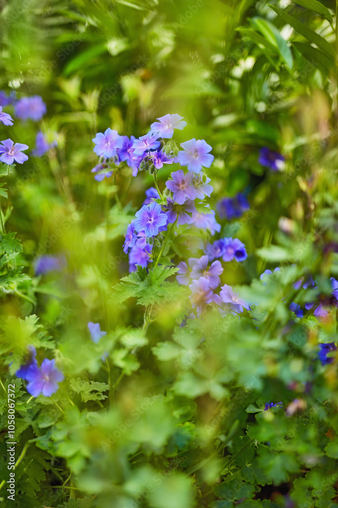Leaf, spring and plants with flowers in garden for environment, sustainability and season. Ecology, meadow and botany with crane bill in countryside for botanical, bloom and ecosystem growth Leaf, spring and plants with flowers in garden for environment, sustainability and season. Ecology, meadow and botany with crane bill in countryside for botanical, bloom and ecosystem growth