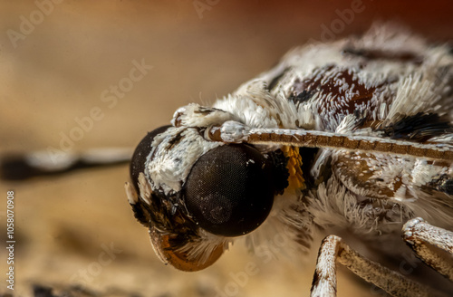 Cabeza de una polilla