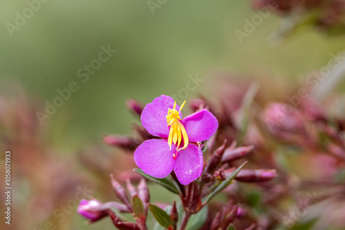 flor de siete cueros