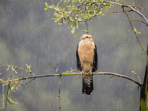 Halcón bajo la lluvia photo