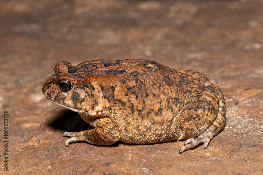 Fototapeta premium A cute adult guttural toad (Amietophrynus gutturalis) in the wild