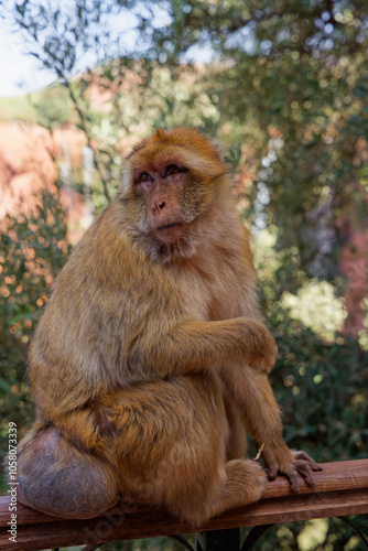 singe magot assis entrain de nous regard en fronçant les sourcils 