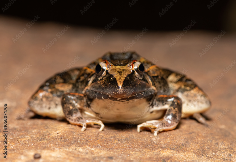 Obraz premium A beautiful Sharp-nosed Grass Frog (Ptychadena oxyrhynchus), also known as the South African sharp-nosed frog, in the wild