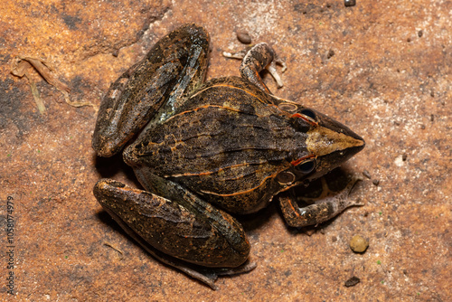 A beautiful Sharp-nosed Grass Frog (Ptychadena oxyrhynchus), also known as the South African sharp-nosed frog, in the wild photo