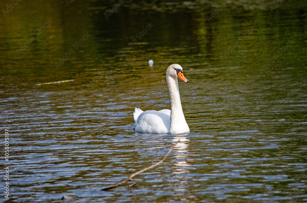 Ein weißer Schwan schwimmt auf dem Wasser Ein weißer Schwan schwimmt auf dem Wasser