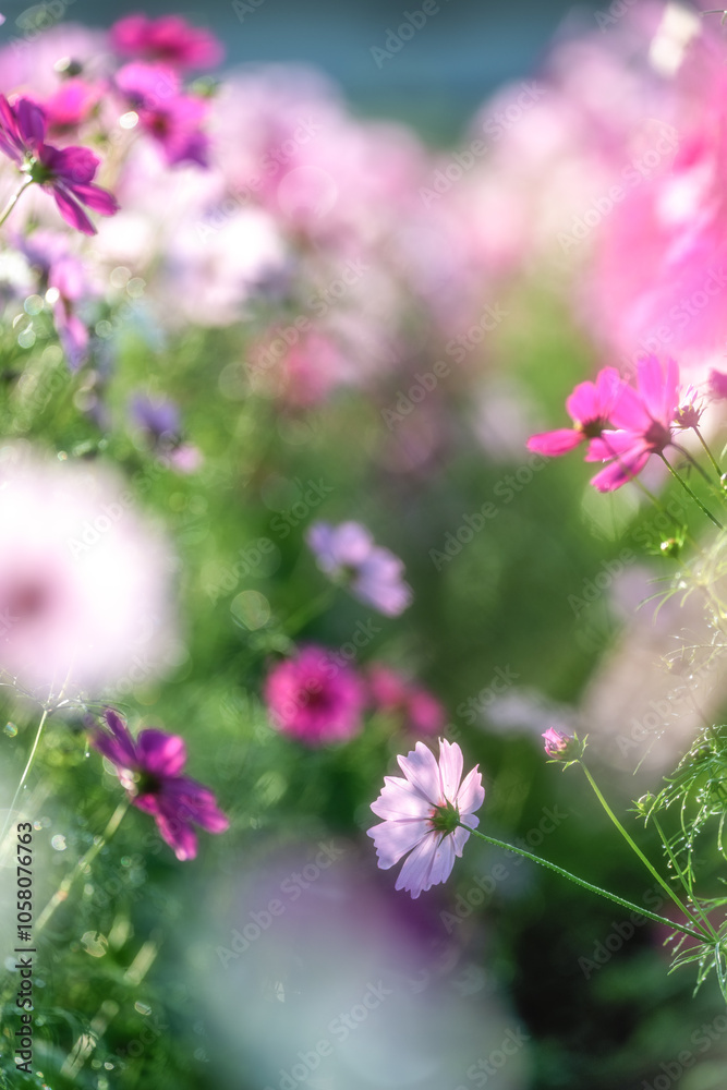 小貝川ふれあい公園　満開のコスモス
