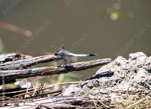 dragonfly on a branch