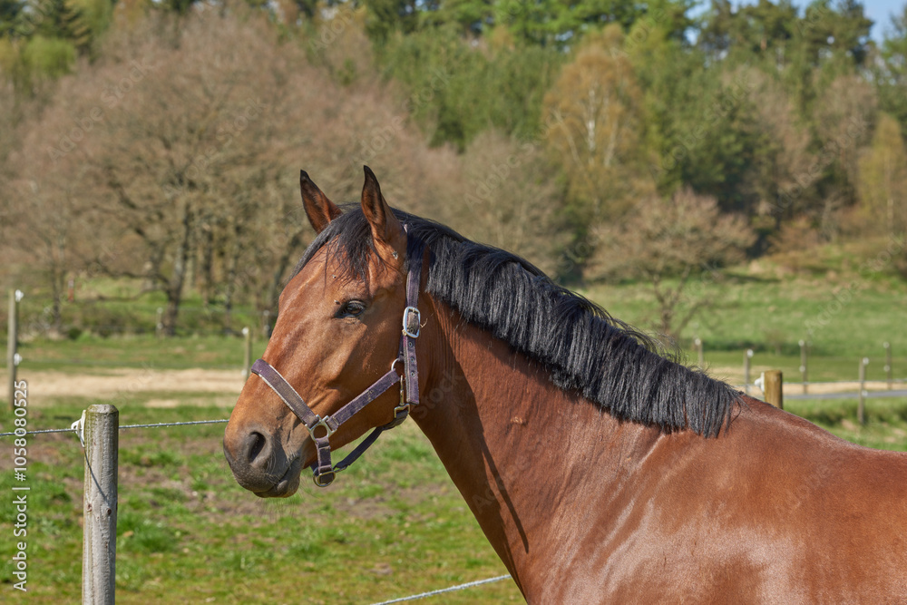 Obraz premium Horse, profile and fence at farm, outdoor and summer with mane, health and growth in countryside, Equine animal, trees and grass with chestnut coat, wellness and sunshine at rural ranch in Argentina