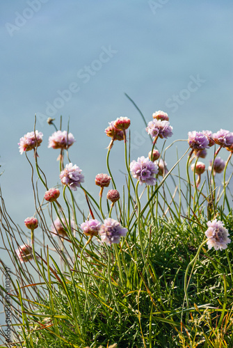 Flowers on a stream bank in the Icelandic highlands photo