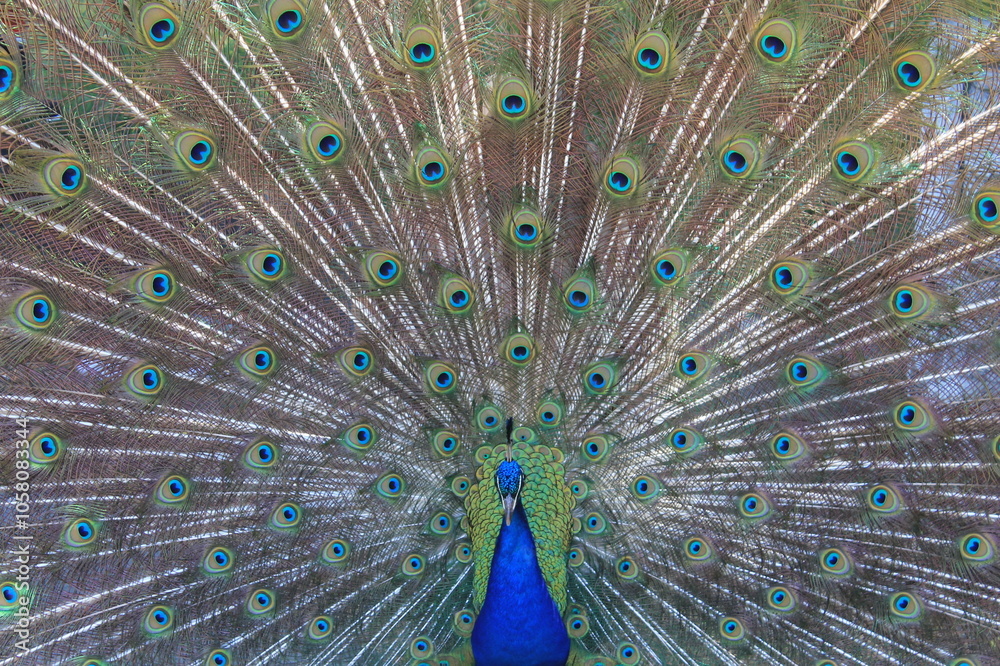 Obraz premium Male Peacock with feathers fanned out