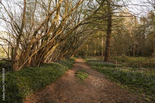 bluebells in forest