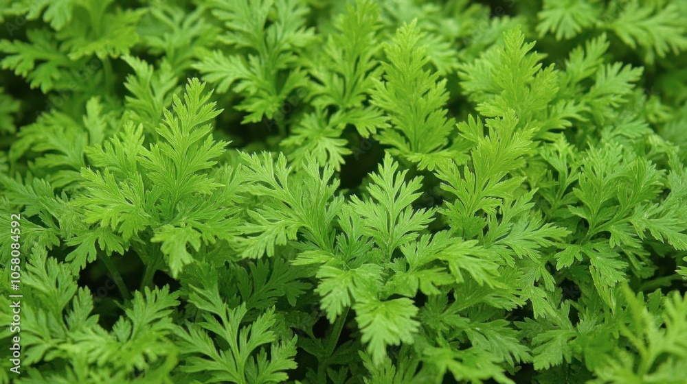 Lush Green Foliage with Delicate Leaf Patterns Lush Green Foliage with Delicate Leaf Patterns