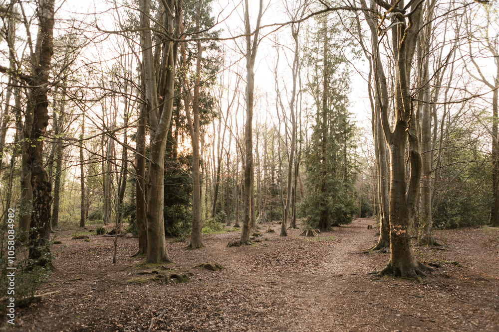 Obraz premium trees in the forest