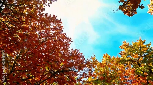 Bright autumn red angle low foliage fall leaf forest timberland tree colourful many-coloured nature wilderness natural outdoors landscape environment brisk wood countryside rural remote no people nob photo