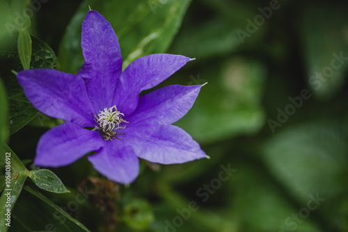 flower in the forest