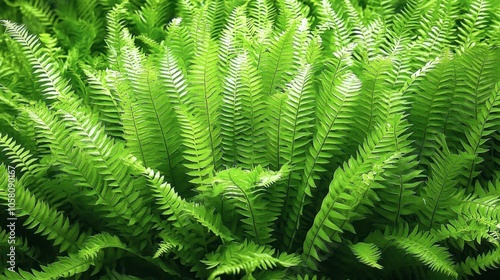 Lush Green Fern Leaves in Natural Environment