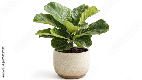 A potted fiddle leaf fig plant with large, green leaves.