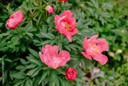 pink flowers in the garden