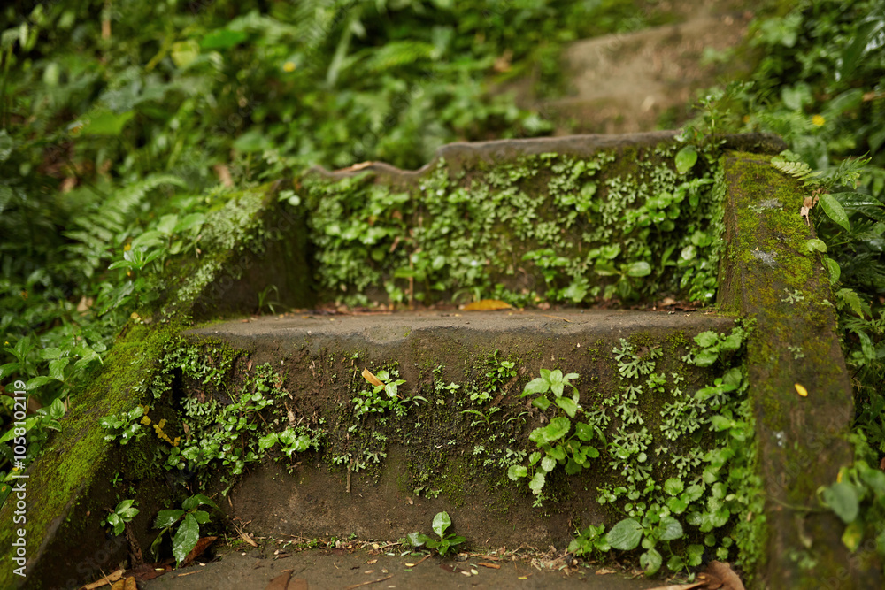 Stairs covered with moss in the jungle Stairs covered with moss in the jungle