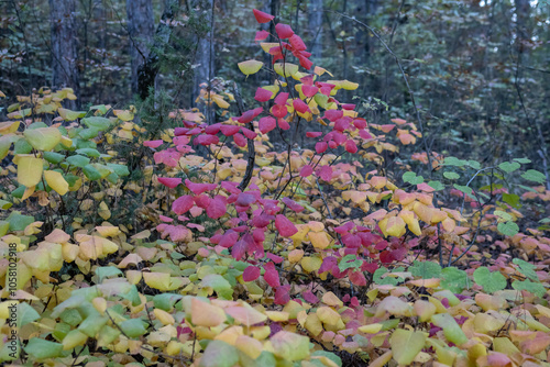 Autumn hobble bush leaves en the forest. Colorful background.