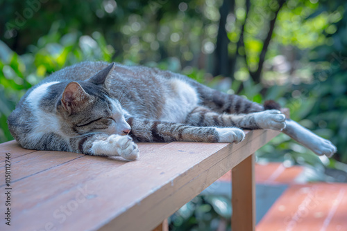 A cat is sleeping on a table, in a city park in the city of Bogor, West Java, Indonesia