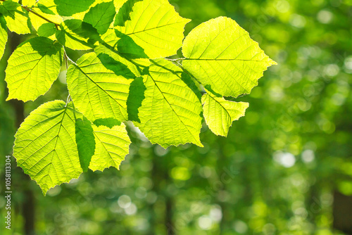 Spring landscape, background - view of the hazel leaves on the branch in the deciduous forest on a sunny day, close up, with space for text