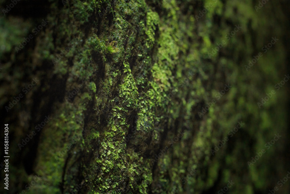 Close-up view of a rock covered with moss, selective focus, Saxon Switzerland, Germany