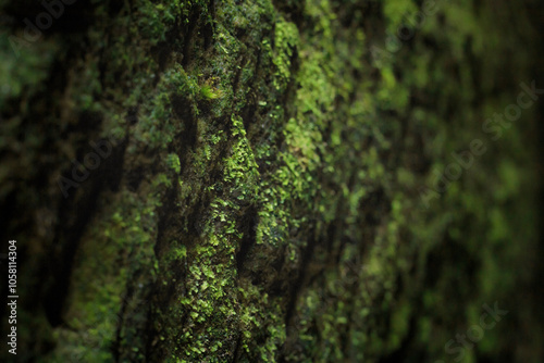Obraz na płótnie Close-up view of a rock covered with moss, selective focus, Saxon Switzerland, Germany w salonie