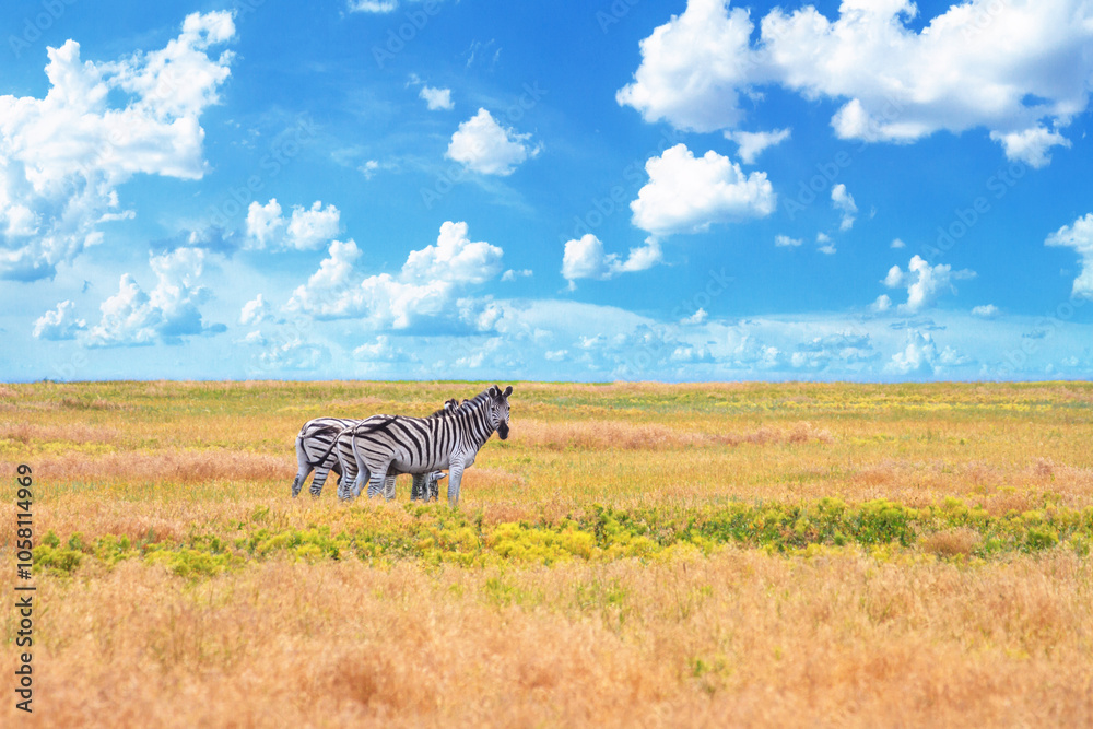 Obraz premium Summer landscape - view of a herd of zebras grazing in high grass under the hot summer sun. Wildlife scene from nature