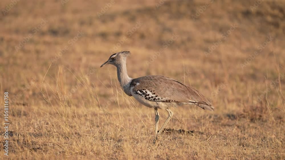 Kori bustard (Ardeotis kori) is the largest flying bird in Africa. Slow motion 25 percent natural speed. Kori bustard (Ardeotis kori) is the largest flying bird in Africa. Slow motion 25 percent natural speed.