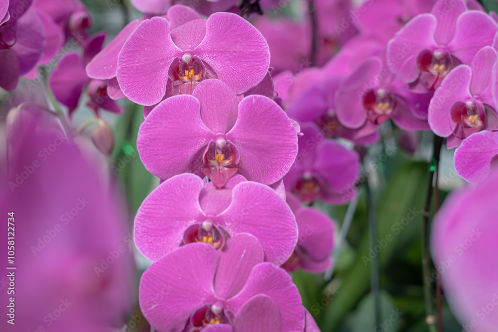 Fototapeta premium A beautiful orchid flower in a special care room at an ornamental plant shop