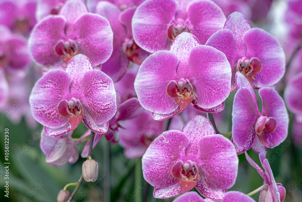 Obraz premium A beautiful orchid flower in a special care room at an ornamental plant shop