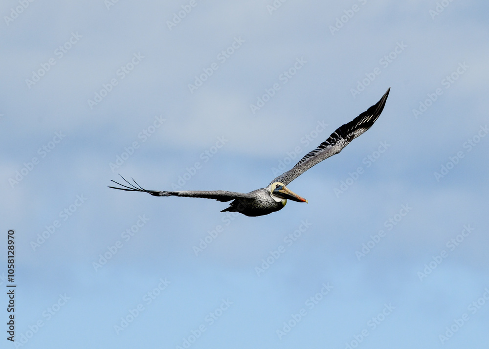 Pelican flying over South Padre Island, Texas Pelican flying over South Padre Island, Texas