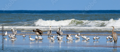 Obraz na płótnie Pelicans on the Beach w salonie