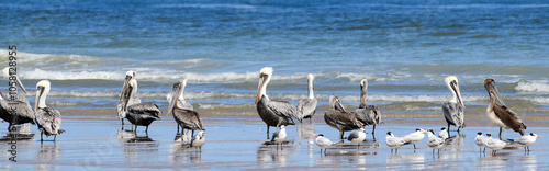 Obraz na płótnie Pelicans on the Beach w salonie