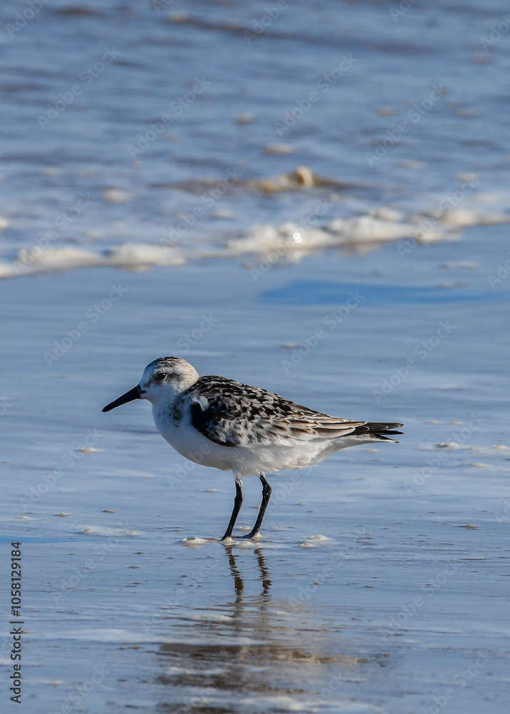Sanderling walking on Boca Chica Beach, Texas Sanderling walking on Boca Chica Beach, Texas
