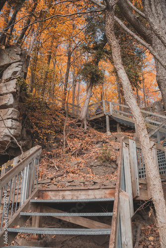 Autumn Forest