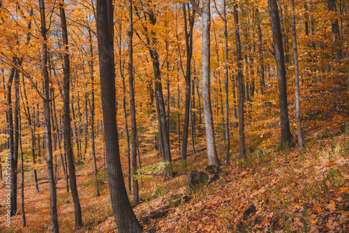 Autumn Forest