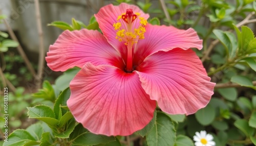  Vibrant Hibiscus Flower in Bloom