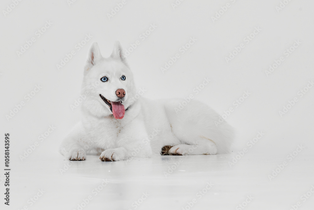 Happy White Husky Lying with Tongue Out Happy White Husky Lying with Tongue Out