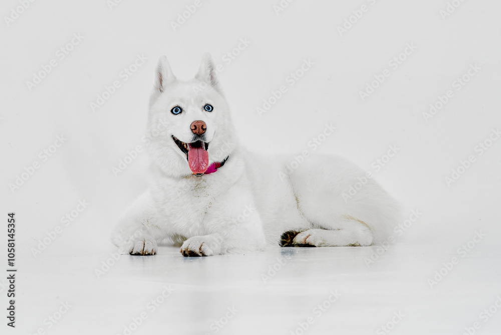 Naklejka premium Happy White Husky with Pink Tongue Out