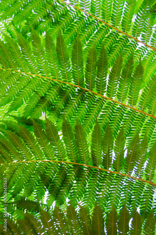 Fototapeta premium Closeup of tropical green leaf texture growing in rainforest in Australia for background