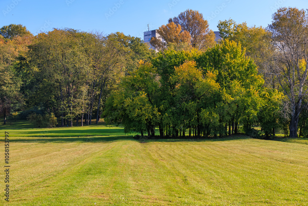 A field of grass with trees in the background A field of grass with trees in the background