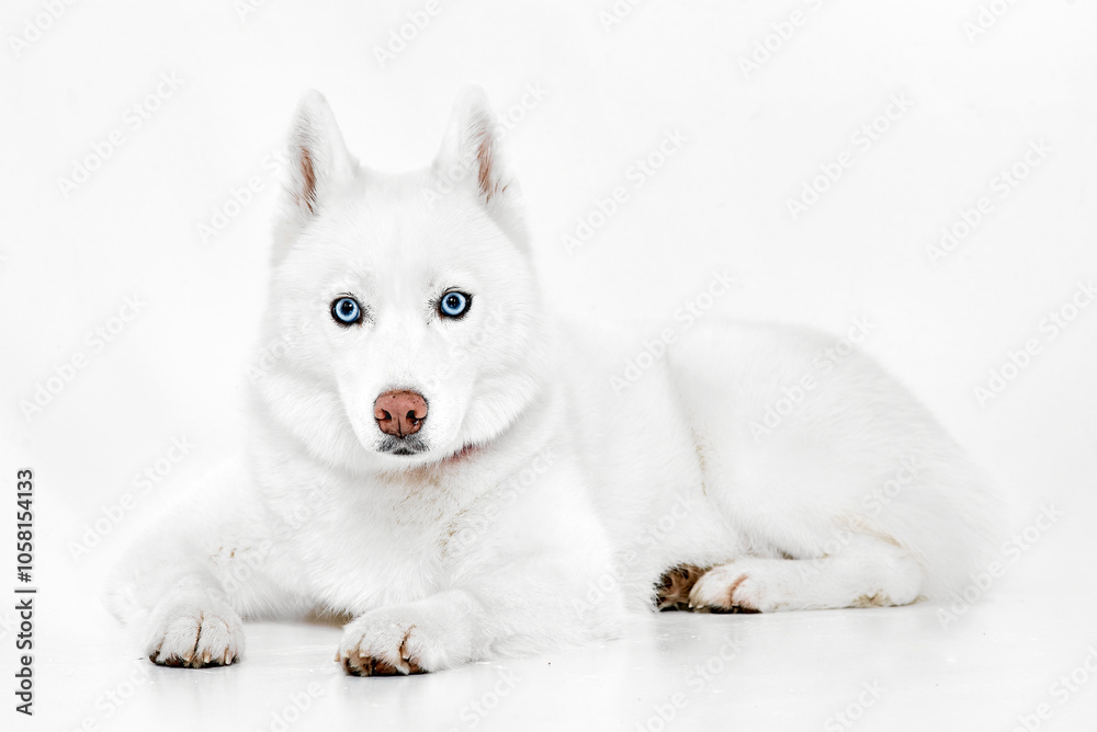 Alert White Husky with Striking Blue Eyes Alert White Husky with Striking Blue Eyes