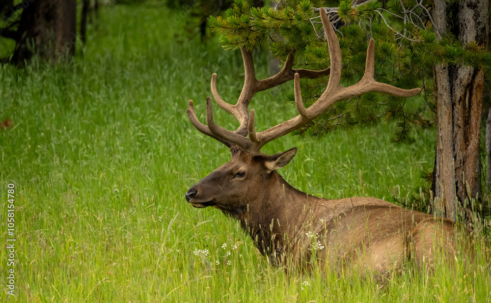 Resting Bul Elk Keeps Antlers From Tangling In Tree Branch Above Resting Bul Elk Keeps Antlers From Tangling In Tree Branch Above