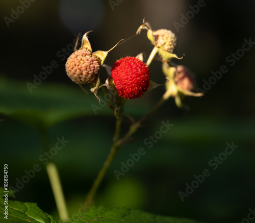 Ripe Thimbleberry Along With Others In Differeing Stages Of Ripeness