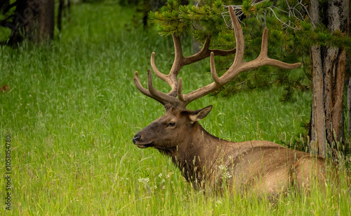 Wallpaper Mural Resting Bul Elk Keeps Antlers From Tangling In Tree Branch Above Torontodigital.ca