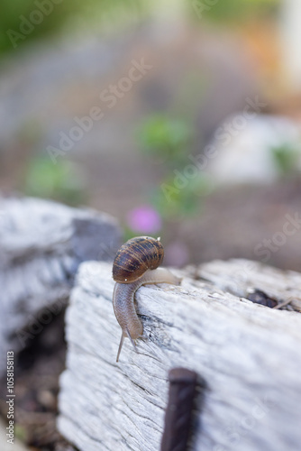 Climbing wooden plank, snail exploring nature's beauty in garden setting photo