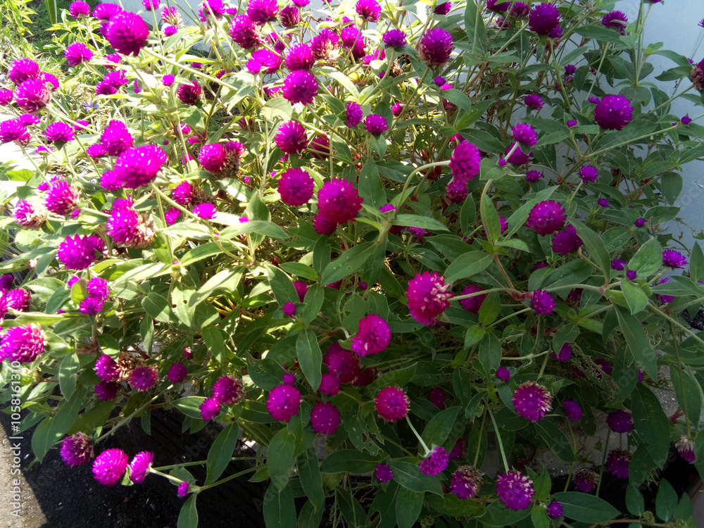Globe amaranth purple flowers. Some of the flowers are caught in the morning sun. Globe amaranth purple flowers. Some of the flowers are caught in the morning sun.